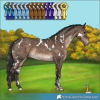 Horse Color:White Spotted Brown Dun Appaloosa 