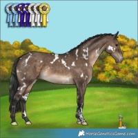 Horse Color:White Spotted Brown Dun Appaloosa