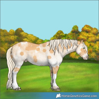 Horse Color:White Spotted Gold Cream Champagne Tobiano 