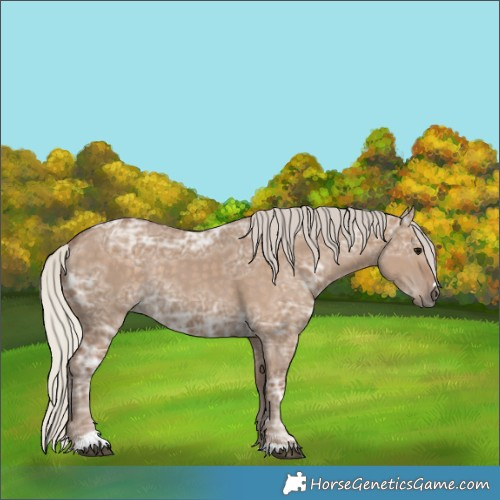 Horse Color:Silver Grullo Ice Rabicano 