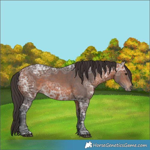 Horse Color:Bay Ice 