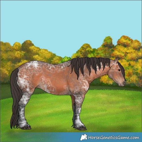Horse Color:Bay Ice