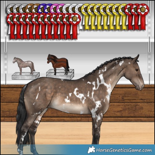 Horse Color:White Spotted Brown Dun Appaloosa 