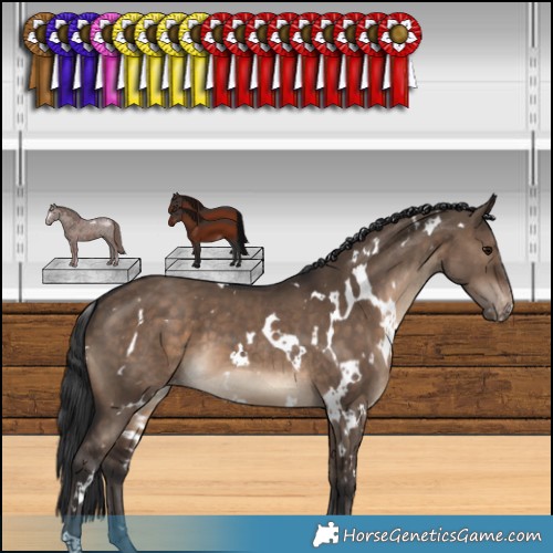 Horse Color:White Spotted Brown Dun Appaloosa 