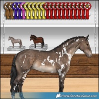 Horse Color:White Spotted Brown Dun Appaloosa 