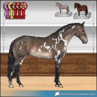Horse Color:White Spotted Brown Dun Appaloosa 