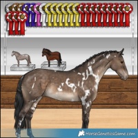 Horse Color:White Spotted Brown Dun Appaloosa 