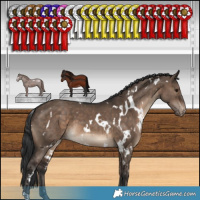 Horse Color:White Spotted Brown Dun Appaloosa 