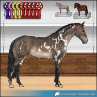 Horse Color:White Spotted Brown Dun Appaloosa