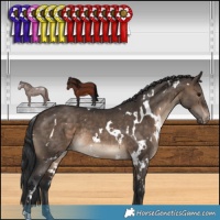 Horse Color:White Spotted Brown Dun Appaloosa 