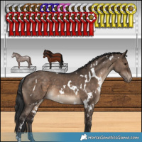Horse Color:White Spotted Brown Dun Appaloosa