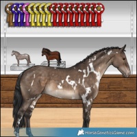 Horse Color:White Spotted Brown Dun Appaloosa