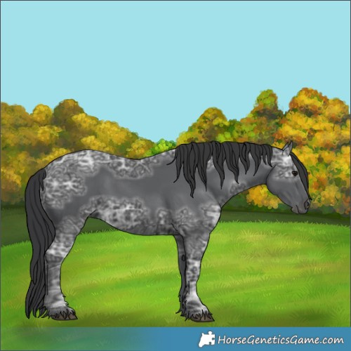 Horse Color:Black Ice 