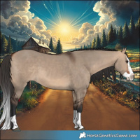 Horse Color:Bay Dun Splash