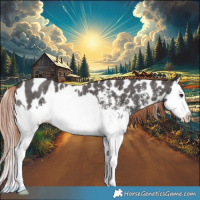 Horse Color:Liver Chestnut Sabino Splash Appaloosa