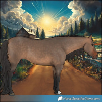 Horse Color:Bay Dun 