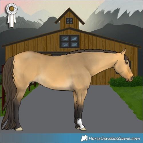 Horse Color:Buckskin Dun 