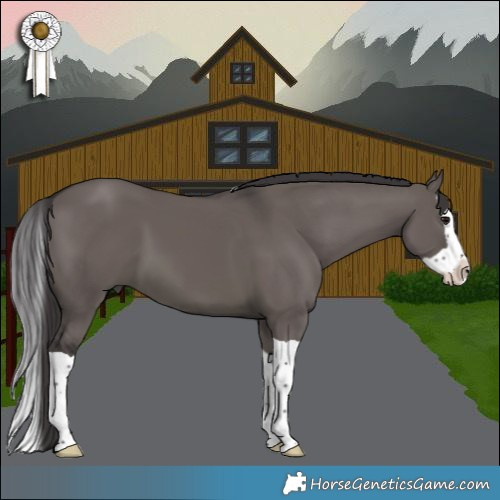 Horse Color:Smoky Grullo Splash 