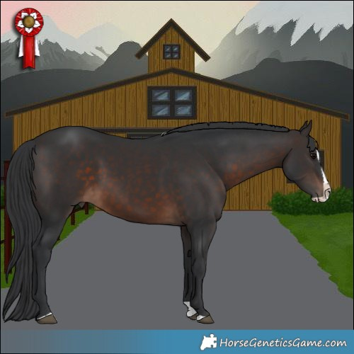 Horse Color:Brown Splash Rabicano