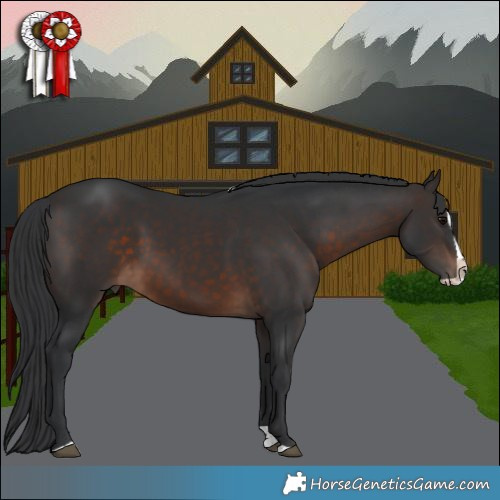 Horse Color:Brown Splash Rabicano 