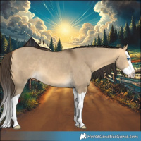 Horse Color:Buckskin Dun Splash 