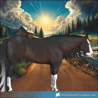 Horse Color:Brown Splash 