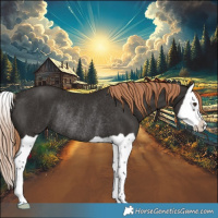 Horse Color:Liver Chestnut Splash Rabicano 