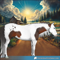 Horse Color:Bay Splash Tobiano 