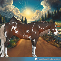 Horse Color:White Spotted Liver Chestnut Splash Rabicano 