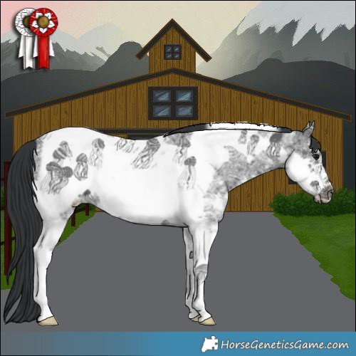 Horse Color:Black Ice Sabino Tobiano Frame 