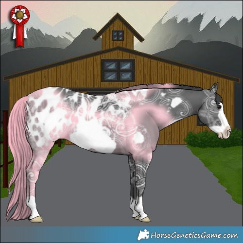 Horse Color:Black Ice Frame Appaloosa 