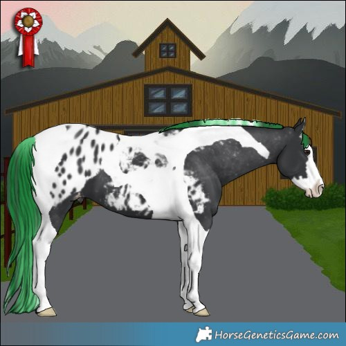 Horse Color:Painted Black Splash Tobiano Appaloosa 
