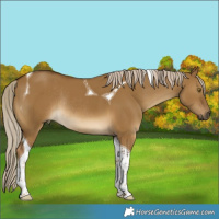 Horse Color:Chocolate Palomino Dun Tobiano Rabicano