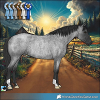 Horse Color:Blue Roan Mushroom Rabicano