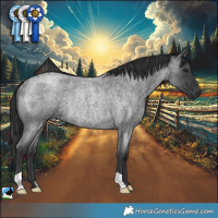 Horse Color:Blue Roan Mushroom Rabicano