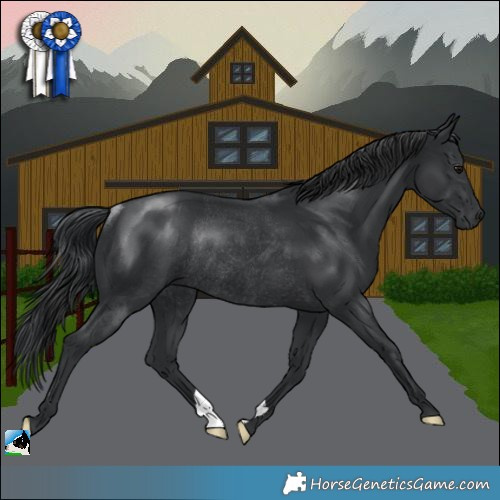 Horse Color:Black Mushroom Rabicano 