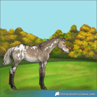 Horse Color:Gray White Spotted Silver Brown Dun Appaloosa Brindle