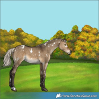 Horse Color:Gray White Spotted Silver Brown Dun Brindle 