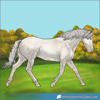 Horse Color:Silver Sable Cream Champagne Pearl Dun Rabicano 