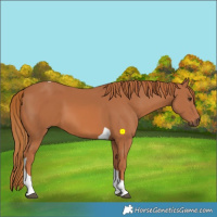Horse Color:Chestnut Tobiano 