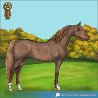 Horse Color:Liver Red Dun Brindle 