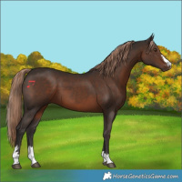 Horse Color:Liver Chestnut 