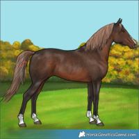 Horse Color:Liver Chestnut