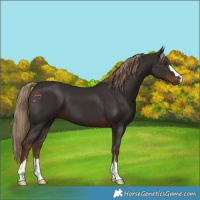Horse Color:Liver Chestnut 