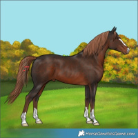 Horse Color:Liver Chestnut 