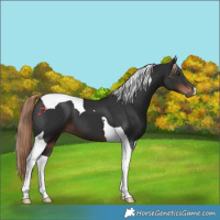 Horse Color:Liver Chestnut Tobiano 