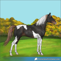Horse Color:Liver Chestnut Tobiano 