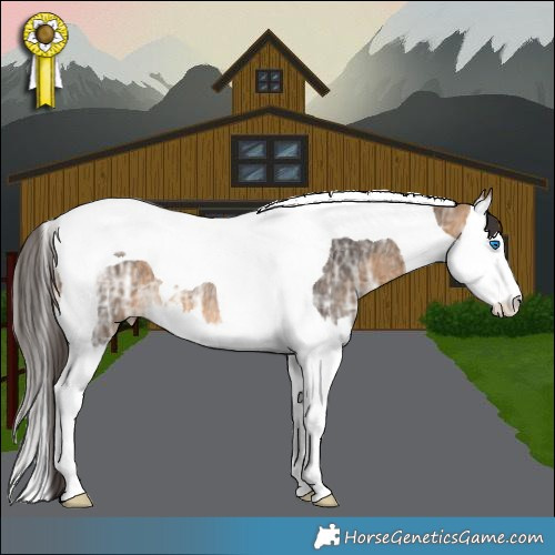 Horse Color:Buckskin Ice Splash Tobiano Rabicano 