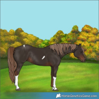 Horse Color:Liver Chestnut Tobiano Rabicano 
