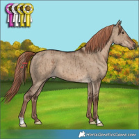 Horse Color:Liver Red Dun Brindle 